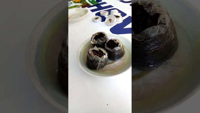 Торф'яні таблетки для розсади: як користуватися. смотреть онлайн