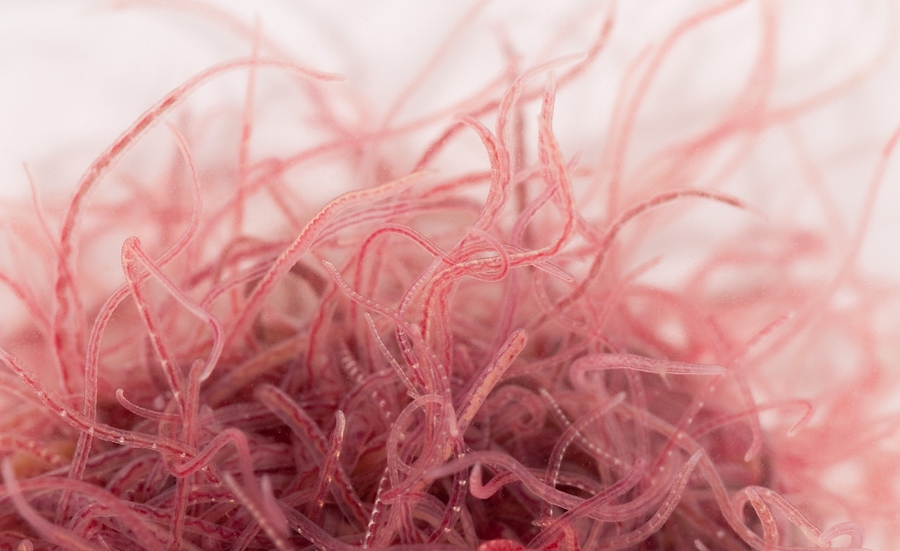 Трубочник Изя Израильский трубочник кормление рыбок в аквариуме смотреть онлайн