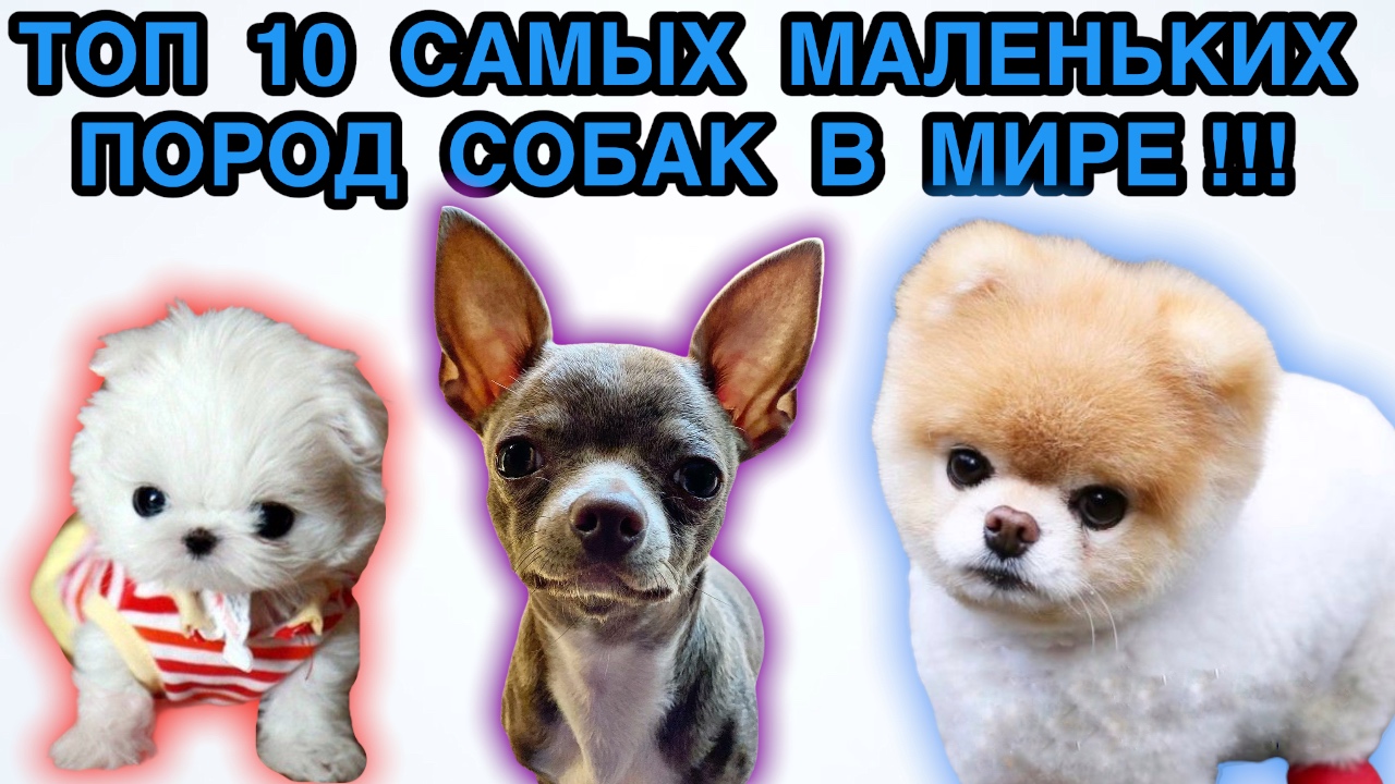 Топ 10 самых маленьких пород собак в мире. смотреть онлайн