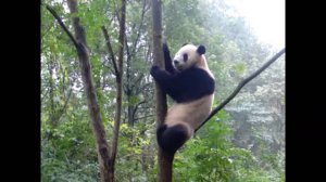 Питомник панд в Ченду - наблюдение за мишками - Центр большой панды в Чэнду