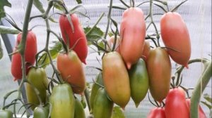 ТОМАТ КЕНИГСБЕРГ - ВЫДЕРЖИВАЕТ ХОЛОДА, ЗАСУХУ И ВСЕВОЗМОЖНЫЕ КАПРИЗЫ ПРИРОДЫ