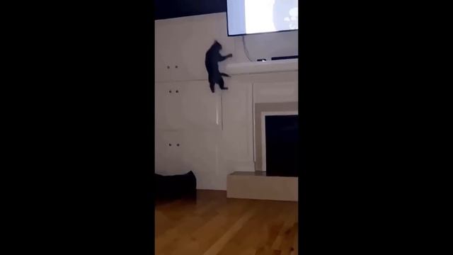 ПРИКОЛЫ С КОТАМИ! Самые СМЕШНЫЕ ЖИВОТНЫЕ - С ОЗВУЧКОЙ - Смешные коты и кошки - ДО СЛЁЗ! смотреть онлайн