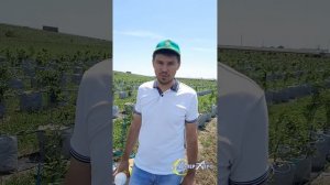 Голубика, применение филлотона и спринталги