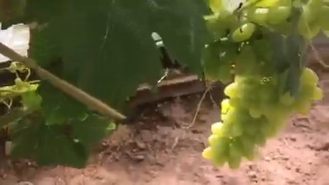 Кишмиш Столетие 1класса бессемянности. ?#Елена_Ященко_Виноградные_сезоны смотреть онлайн