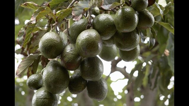 Авокадо и всё о нём смотреть онлайн