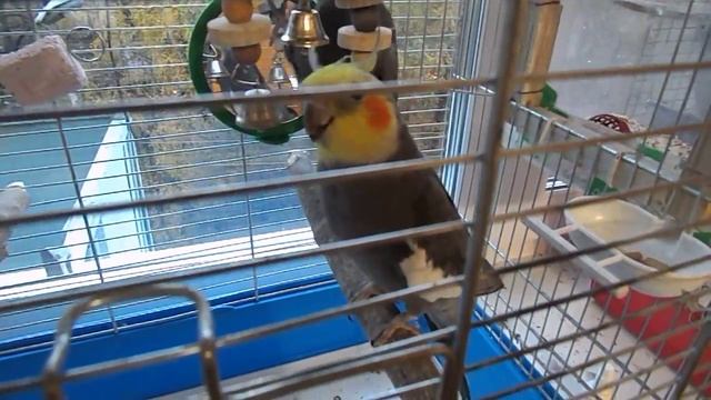 Кашель у кореллы смотреть онлайн