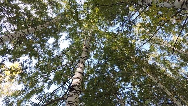 "Засентябрило в берёзовой роще." смотреть онлайн