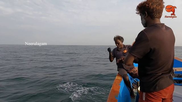 Catching Cobia Fish, African Pompano Fish & Grouper Fish in Sea смотреть онлайн