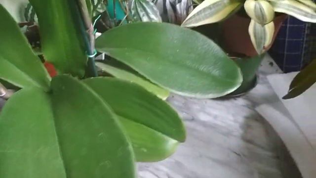 Почему орхидея сушит бутоны🤔🌿ПЕЧАЛЬКА 😕🌿(17.12.2020) смотреть онлайн
