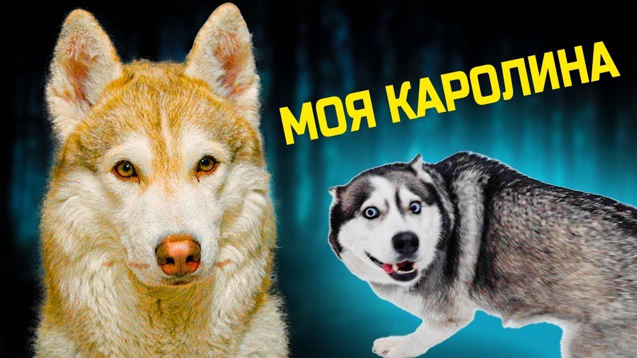 Лучшие серии с КАРОЛИНОЙ!! (Хаски Бублик) Говорящая собака Mister Booble смотреть онлайн