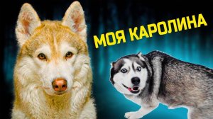 Лучшие серии с КАРОЛИНОЙ!! (Хаски Бублик) Говорящая собака Mister Booble