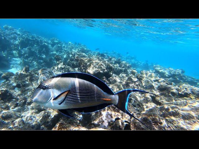 Рыбки. Подводный мир Faraana Reef Resort 4*, Шарм-Эль-Шейх (Март 2021г.)