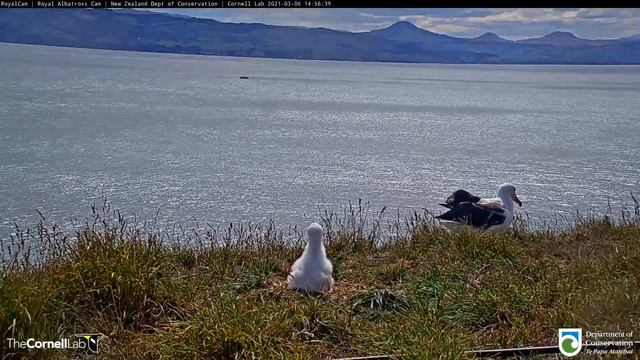 Albatross Attempts Landing, Fails Spectacularly! #RoyalCam | NZ DOC | Cornell Lab смотреть онлайн