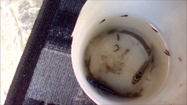 My Mbuna (Maingano) Cichlid released its fries ! смотреть онлайн