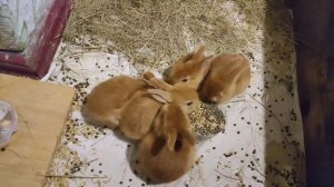 Кролики, Бургундской породы. Возраст 1 месяц.