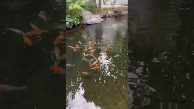 ЦВЕТНЫЕ РЫБКИ КАРПЫ КОИ В САДОВОМ ПРУДУ С ПРОЗРАЧНОЙ ВОДОЙ У ДОМА смотреть онлайн