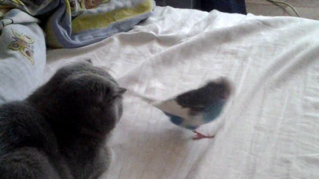 Попугай задира смотреть онлайн