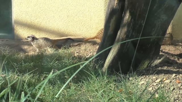 Шёнбруннский зоопарк Часть 1 смотреть онлайн