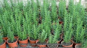 Розмарин — выращивание в открытом грунте