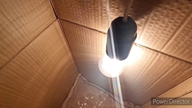 Удалась ли моя авантюра с коробкой? Сколько цыплят там вылупилось? смотреть онлайн