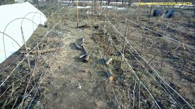 Укрытие винограда весной.Шпалера для винограда смотреть онлайн