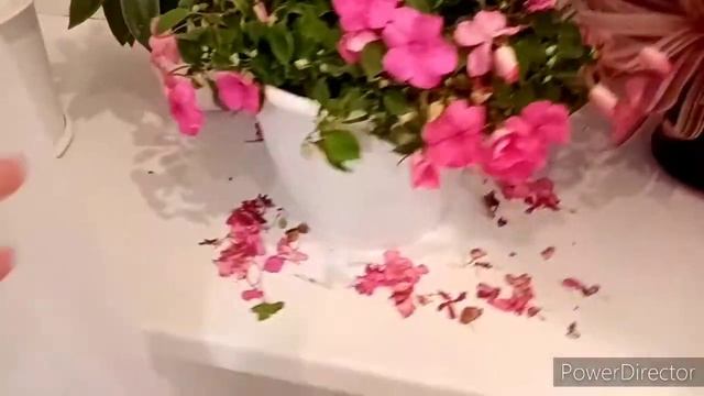 Гречка с овощами. Любимые котлетки. Про цветущие комнатные растения. Какой же он молодец! смотреть онлайн