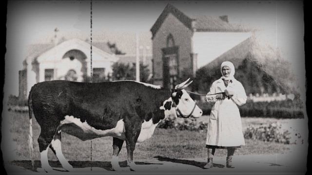 Хроники общественного быта. Городская фауна