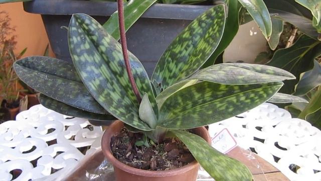 Paphiopedilum Maudiae var. Red смотреть онлайн