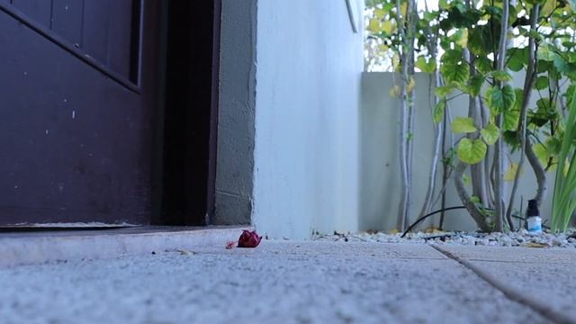 TURKS & CAICOS VLOG (Villa Tour, Horseback Riding, Solo Travel, Parasailing, Clear Kayaking, &more) смотреть онлайн