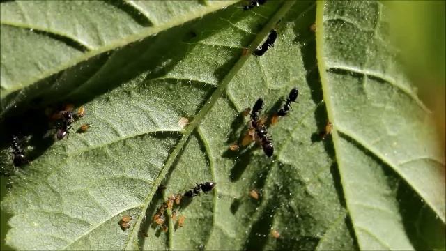 Tettigometra Species Interacting With The Ant Species Tapinoma Simrothi. Cyprus