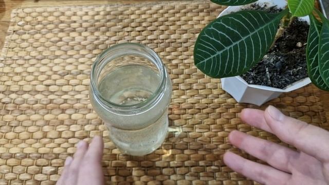 1 Чайная Ложка Под Любой Домашний Цветок и Цветы Мощно Зеленеют и Пышно Зацветают смотреть онлайн