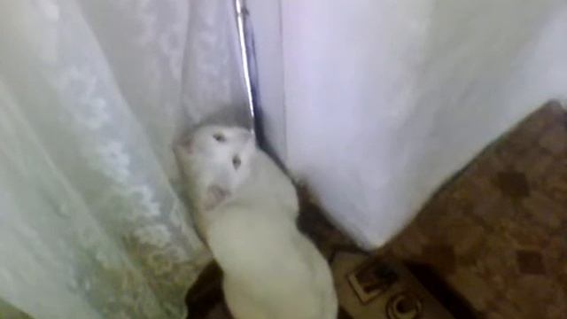 Чего боятся коты смотреть онлайн