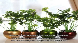 Каталог комнатных растений с фотографиями и названиями