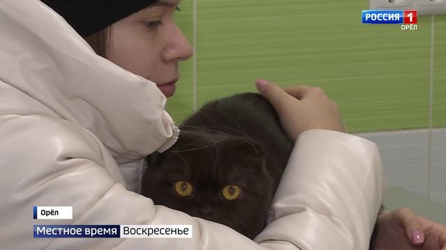 Упокойся, Барсик, с миром смотреть онлайн