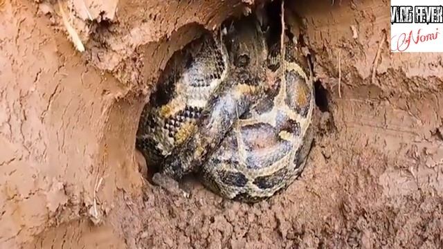 Giant Python Eats Man Alive And Locals Capture The Remains On Camera Watch Till End Shocking Video смотреть онлайн