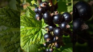 "Расцвела смородина" поёт Алёна Росс.