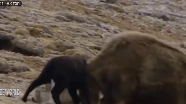 Снежный барс смотреть онлайн