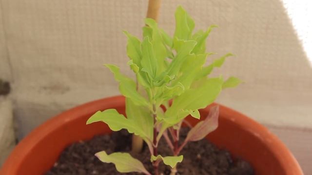Saponária: Saponaria officinalis смотреть онлайн