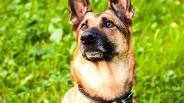 Исхудалый пес пришел на дачу и, ссутулившись, сел на крыльцо. Его прогоняли, но он не уходил