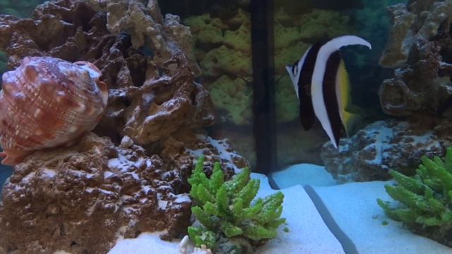 Морское оформление "рыбное море" смотреть онлайн