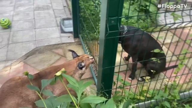 Big Floppa Meets a Friend Marta #caracal #bigcat смотреть онлайн