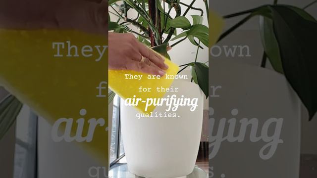 Dragon tail plant care | Day 22 | #dragontail #plantcare #epipremnum #trending #plantyourvision смотреть онлайн