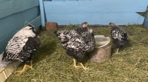 Почему я выбрал именно эту ПОРОДУ кур. Виандоты - свои первые впечатления !