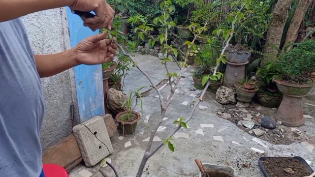 #floweringtips#beginners putting vitsen as fertilizer/repotting/root pruning for bougainvillea смотреть онлайн