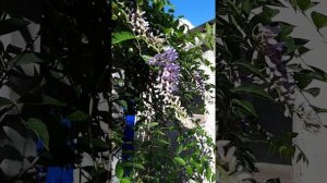 Глициния блю мун