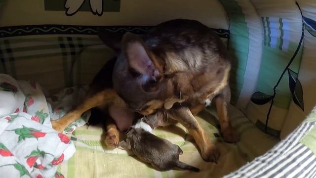 Новорожденный щенок ЧИХУАХУА - первые минуты жизни/Как оборвать ПУПОВИНУ щенку /питомник МАРИ МИСТИ смотреть онлайн