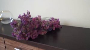 Статице-статица,  сухоцвет в букете и в саду. Как вырастить  сухоцвет  статице.Букет из статица.