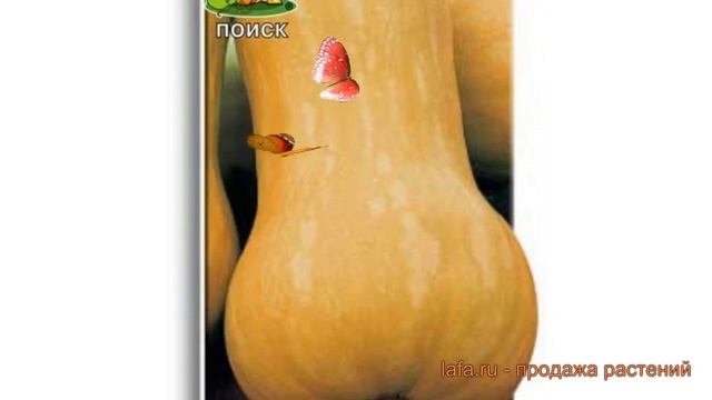 Тыква мускатная Жемчужина (zhemchuzhina) ? тыква Жемчужина обзор: как сажать семена тыквы Жемчужина