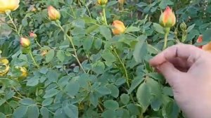 Роза Пэт Остин ( Pat Austin)