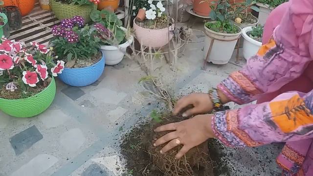 225-How To Save Hibiscus Plant From Root Rotting - Complete Information смотреть онлайн